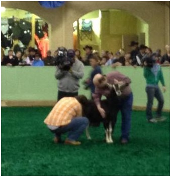 the-new-york-yankees-of-celebrity-goat-milking